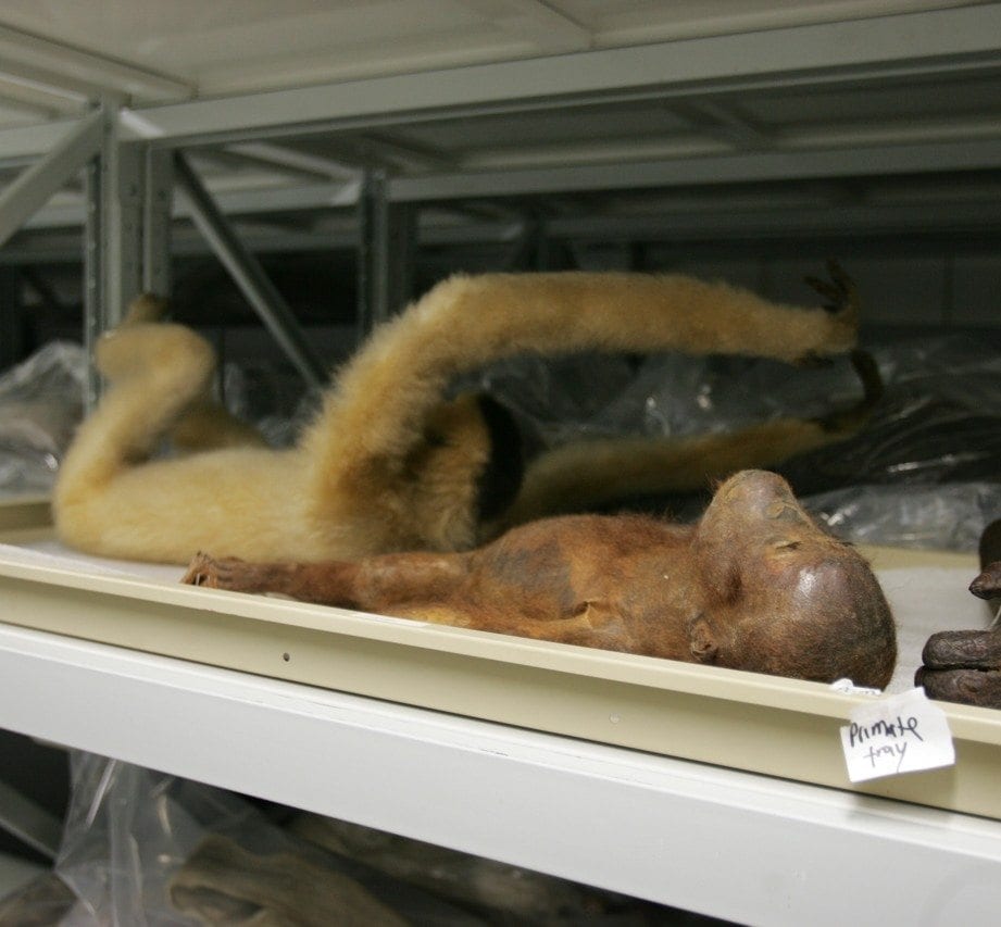 Artefact and Collections Storage